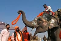 Nepal: Održan izbor za najljepšeg slona Nepal: Održan izbor za najljepšeg slona