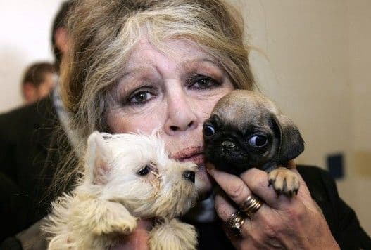 I Brižit Bardo prijeti da će napustiti Francusku I Brižit Bardo prijeti da će napustiti Francusku