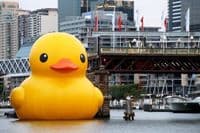 Džinovska plastična patka uplovila u sidnejsku luku Darling Džinovska plastična patka uplovila u sidnejsku luku Darling