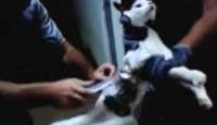 VIDEO: Mačka nosila zatvorenicima pribor za bjekstvo VIDEO: Mačka nosila zatvorenicima pribor za bjekstvo