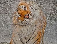 “Nacionalna geografija”: Najbolje fotografije u 2012. “Nacionalna geografija”: Najbolje fotografije u 2012.