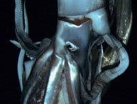 U Tihom okeanu snimljeno mitsko biće dužine preko 8 metara U Tihom okeanu snimljeno mitsko biće dužine preko 8 metara