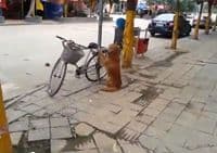 VIDEO: Ovo je pravi pas čuvar VIDEO: Ovo je pravi pas čuvar