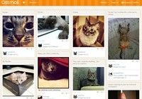 Pokrenuta društvena mreža za mačke Pokrenuta društvena mreža za mačke