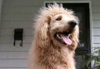 VIDEO: Čarls - pas ili beba lava? VIDEO: Čarls - pas ili beba lava?