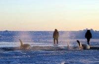 VIDEO: Kitovi ubice zarobljeni ispod leda VIDEO: Kitovi ubice zarobljeni ispod leda