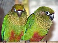 Papagaji vole rok i metal muziku Papagaji vole rok i metal muziku