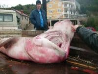 Ulovljena ajkula teška 500 kilograma! Ulovljena ajkula teška 500 kilograma!