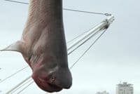 Joksimović: Ajkula ulovljena kod Mamule nije opasna za čovjeka Joksimović: Ajkula ulovljena kod Mamule nije opasna za čovjeka