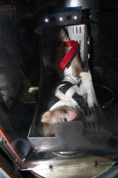 Iran ponovo lansira majmuna u svemir Iran ponovo lansira majmuna u svemir