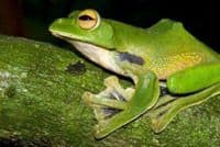 Otkrivena nova vrsta leteće žabe Otkrivena nova vrsta leteće žabe