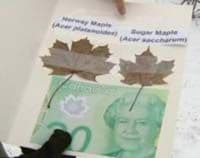 Kanada pogriješila, na novcanicama otisnula norveški javorov list Kanada pogriješila, na novcanicama otisnula norveški javorov list