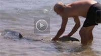 VIDEO: Golim rukama otjerao morskog psa! VIDEO: Golim rukama otjerao morskog psa!