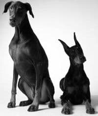 OSVRT: U Crnoj Gori niko ne kažnjava kupiranje ušiju i repa kod pasa iako je to zakonom zabranjeno OSVRT: U Crnoj Gori niko ne kažnjava kupiranje ušiju i repa kod pasa iako je to zakonom zabranjeno