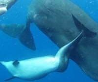 VIDEO: Kitovi zadivili naucnike, pokazali nevjerovatno saosjecanje VIDEO: Kitovi zadivili naucnike, pokazali nevjerovatno saosjecanje