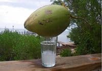 Kokosova voda, eliksir mladosti Kokosova voda, eliksir mladosti