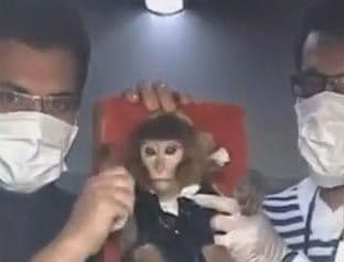 Pogledajte: Majmun se vratio bezbjedno iz svemira u Iran Pogledajte: Majmun se vratio bezbjedno iz svemira u Iran