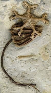 „Osmi putnik“ zaista postojao?! „Osmi putnik“ zaista postojao?!