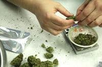 Češka legalizuje marihuanu zbog liječenja Češka legalizuje marihuanu zbog liječenja