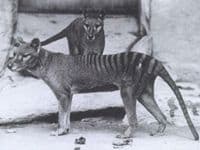 Čovjek istrijebio tasmanijskog tigra? Čovjek istrijebio tasmanijskog tigra?