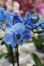 Japanci uspjeli da stvore plavu orhideju Japanci uspjeli da stvore plavu orhideju