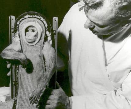 Mediji objavili pogrešnu fotografiju majmuna iz svemira Mediji objavili pogrešnu fotografiju majmuna iz svemira