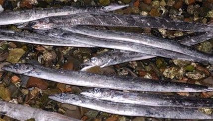 Čudo u Istri: Stotine neobičnih riba nasukano na obali Čudo u Istri: Stotine neobičnih riba nasukano na obali