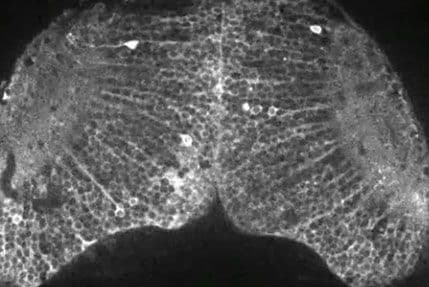 Pogledajte kako izgledaju - misli! Pogledajte kako izgledaju - misli!