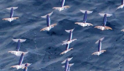 Naučnici potvrdili: Pacifička lignja zaista može da leti Naučnici potvrdili: Pacifička lignja zaista može da leti