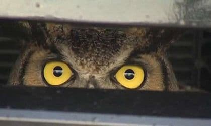 Sova preživjela udar auta od 100 km na sat, uletjela u haubu Sova preživjela udar auta od 100 km na sat, uletjela u haubu