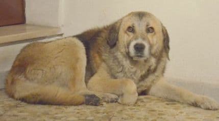 Uginuo pas koji je svaki dan išao na misu u crkvu Uginuo pas koji je svaki dan išao na misu u crkvu