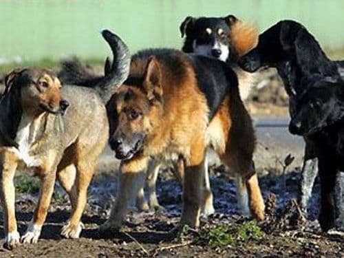 Policajac u Kotoru spasio dječaka od čopora pasa lutalica Policajac u Kotoru spasio dječaka od čopora pasa lutalica