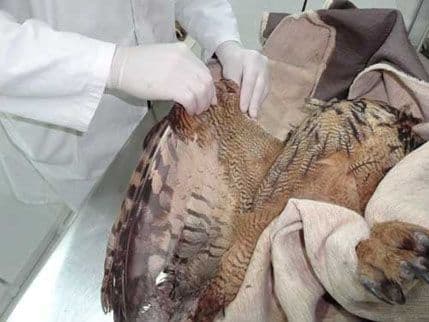 CZIP: Spašena velika sova ušara pronađena u Rogamima CZIP: Spašena velika sova ušara pronađena u Rogamima