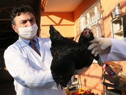 Meksiko: Pola miliona peradi zaraženo ptičjim gripom Meksiko: Pola miliona peradi zaraženo ptičjim gripom