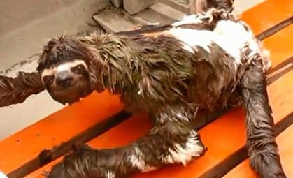 VIDEO: Najsporija životinja na svijetu u vožnji čamcem  VIDEO: Najsporija životinja na svijetu u vožnji čamcem