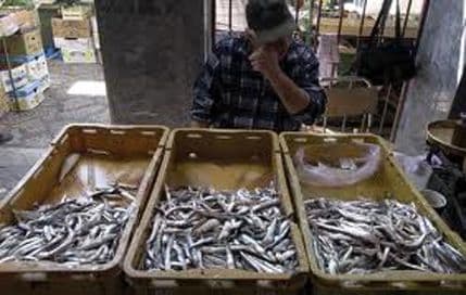 KRIVOKAPIĆ: Ako se ovako nastavi, Bokokotorski zaliv će ostati bez ribe KRIVOKAPIĆ: Ako se ovako nastavi, Bokokotorski zaliv će ostati bez ribe