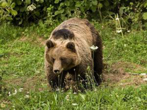 Švajcarci ubili svog jedinog medvjeda Švajcarci ubili svog jedinog medvjeda