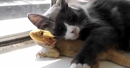 VIDEO: Ta divna stvorenja – prijateljstva neprijatelja VIDEO: Ta divna stvorenja – prijateljstva neprijatelja