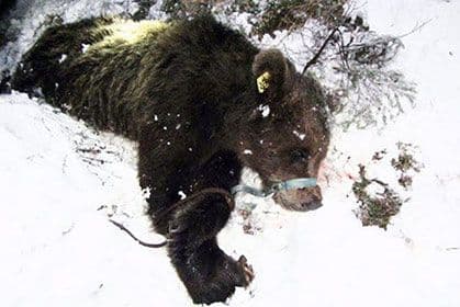 Švajcarci ubili svog jedinog međeda Švajcarci ubili svog jedinog međeda