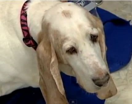 Nakon 10 godina ponovo sa svojim psom  Nakon 10 godina ponovo sa svojim psom