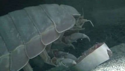 VIDEO Misterija s dna mora: Životinja koja je živa iako nije jela četiri godine VIDEO Misterija s dna mora: Životinja koja je živa iako nije jela četiri godine