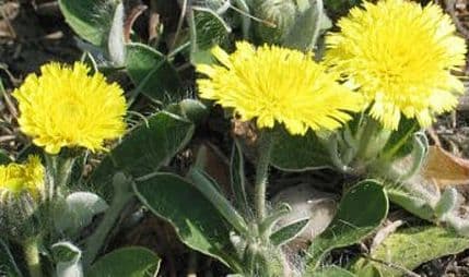 Lišajevica eliminiše bubrežni kamenac Lišajevica eliminiše bubrežni kamenac