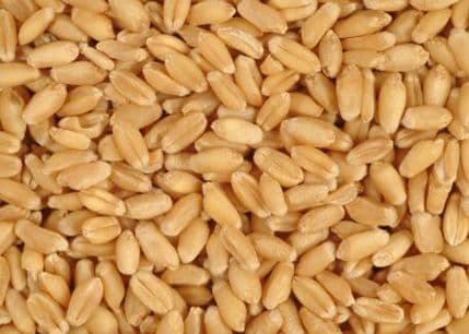 U pšenici iz Srbije makedonska Agencija za hranu otkrila teške i otrovne metale?! U pšenici iz Srbije makedonska Agencija za hranu otkrila teške i otrovne metale?!