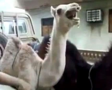 Znate li kako se smije kamila? Znate li kako se smije kamila?