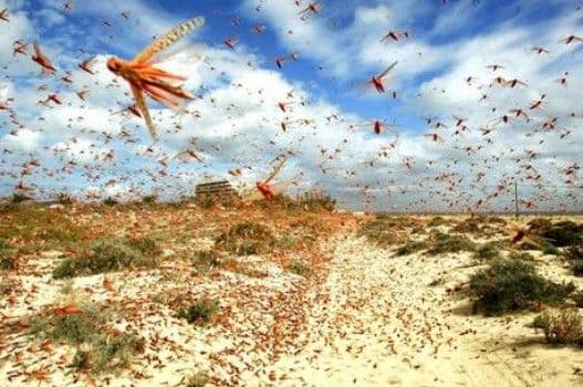 Skakavci krenuli na Izrael Skakavci krenuli na Izrael