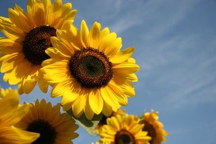 Suncokret ima sve što nam treba Suncokret ima sve što nam treba