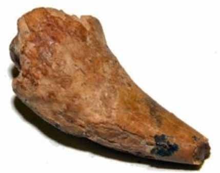 Otkriven fosil star 33.000 godina Otkriven fosil star 33.000 godina