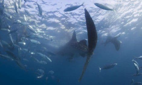UN: Ajkulama u Mediteranu prijeti istrebljenje UN: Ajkulama u Mediteranu prijeti istrebljenje