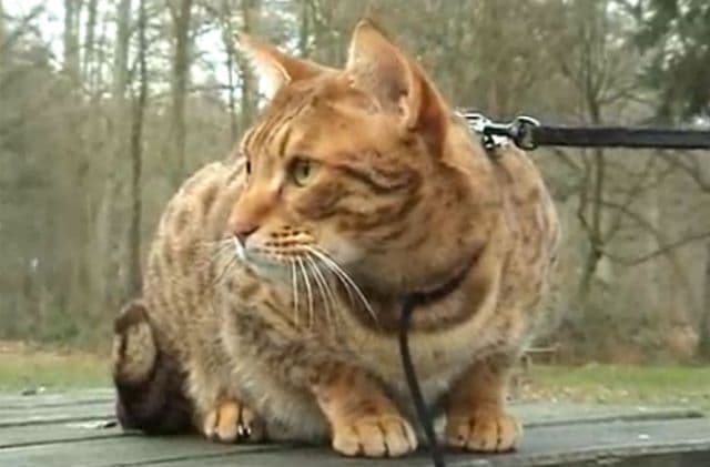 Ašera - najskuplja mačka na svijetu Ašera - najskuplja mačka na svijetu