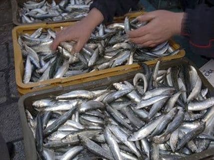 Završen eksplanatorni skrining za poglavlje 13 - Ribarstvo Završen eksplanatorni skrining za poglavlje 13 - Ribarstvo